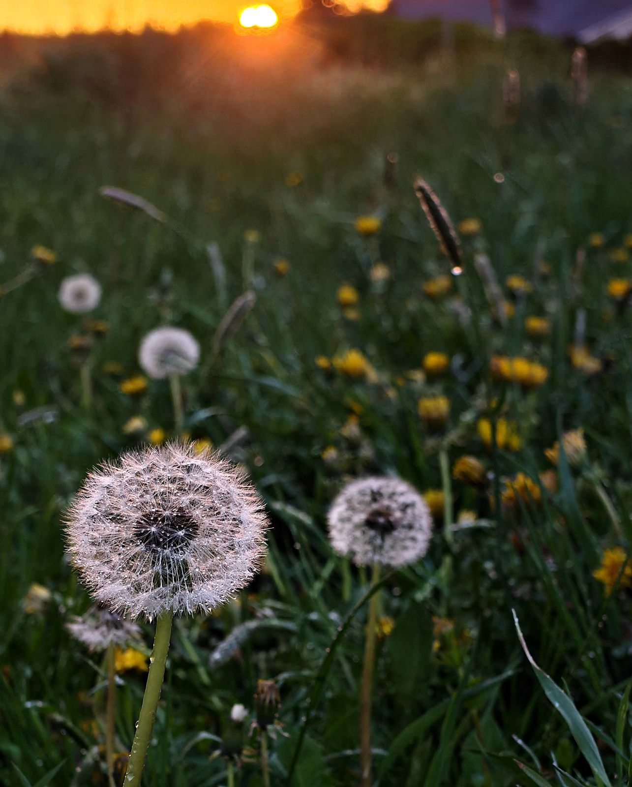 Dandelion seed head at sunset