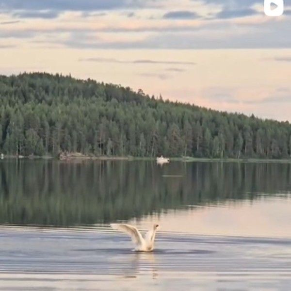 Swan on a misty Finnish lake at dusk