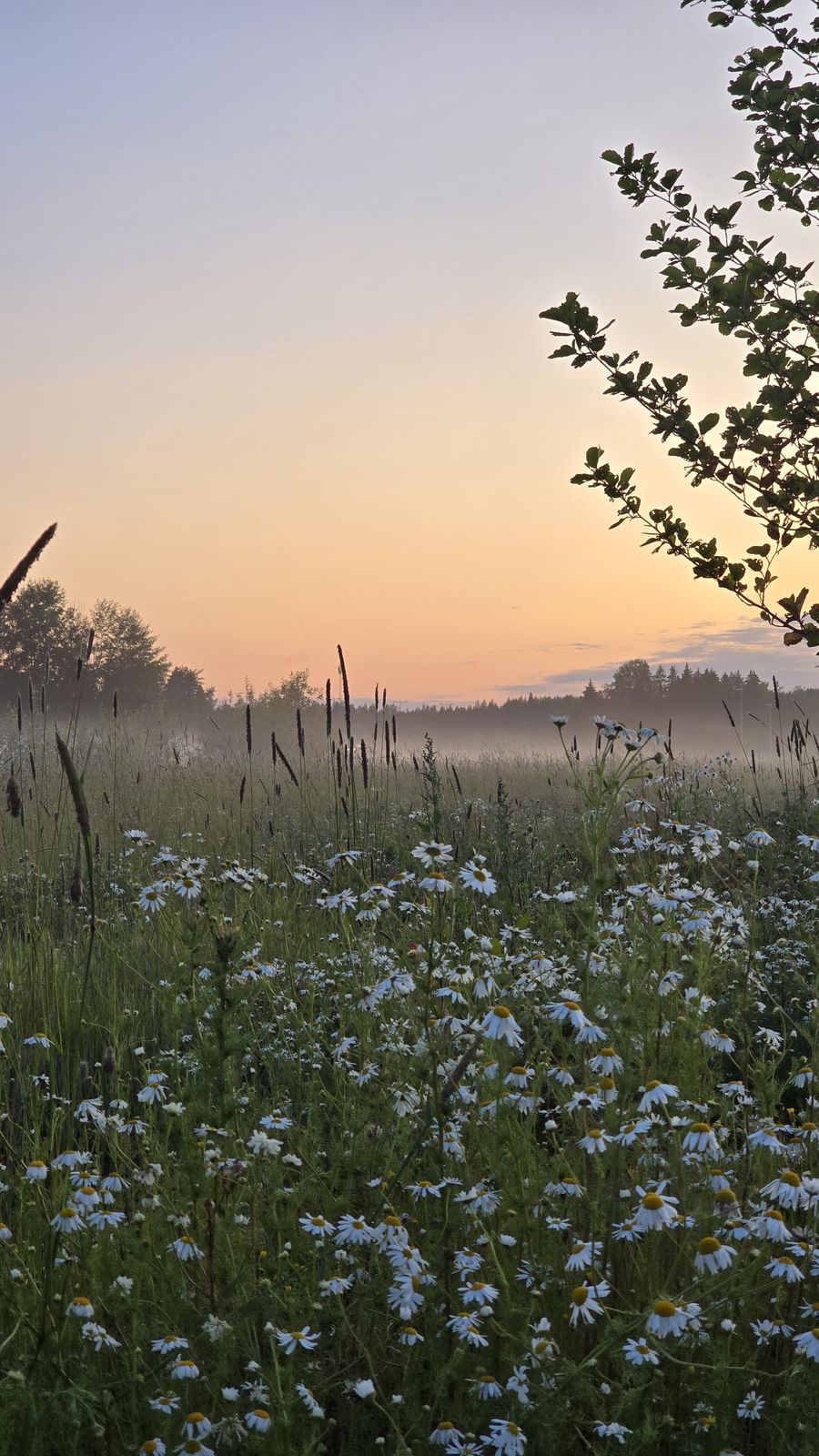 Misty daisy field at sunset
